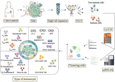 Single-Cell Profiling to Explore Immunological Heterogeneity of Tumor Microenvironment in Breast Cancer